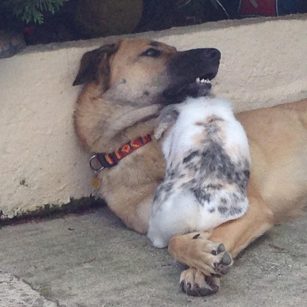 Un lapin et un chien amoureux ?