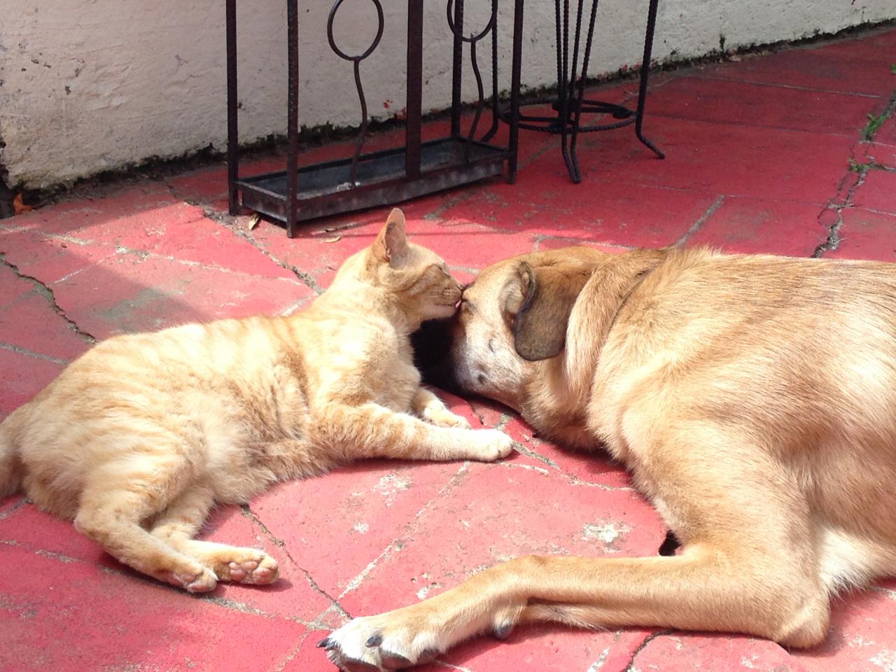 Deux amis: chien et chat