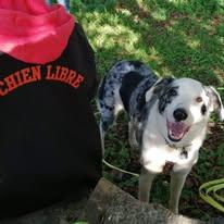 Never chien libre