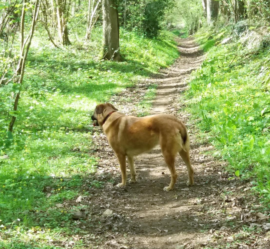 En balade dans la forêt