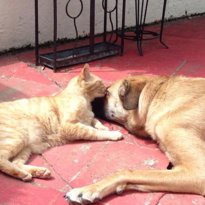 Deux amis: chien et chat